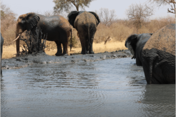 Tsavo East National Park